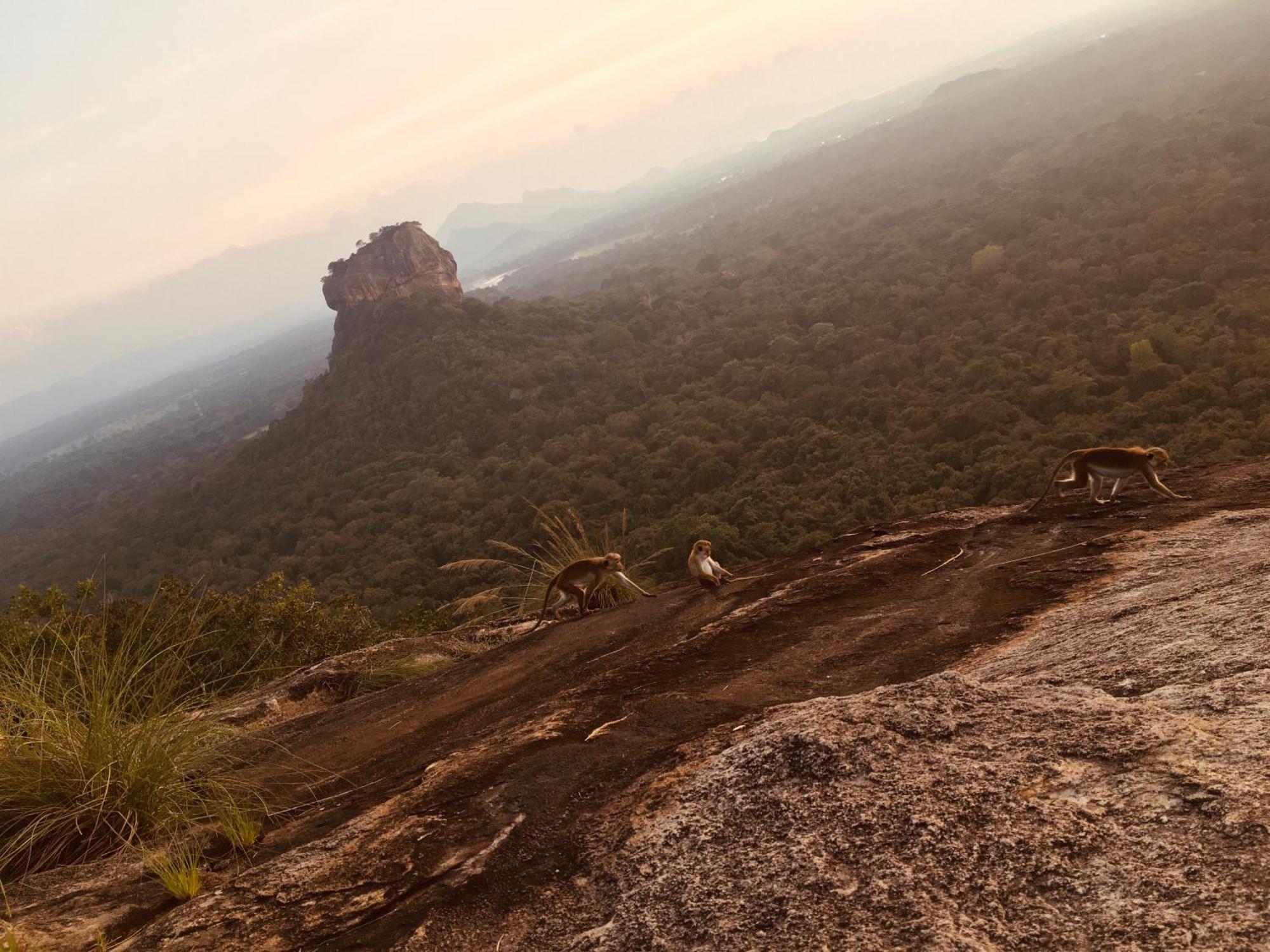 Hotel Sigiriya Kele Ngoại thất bức ảnh
